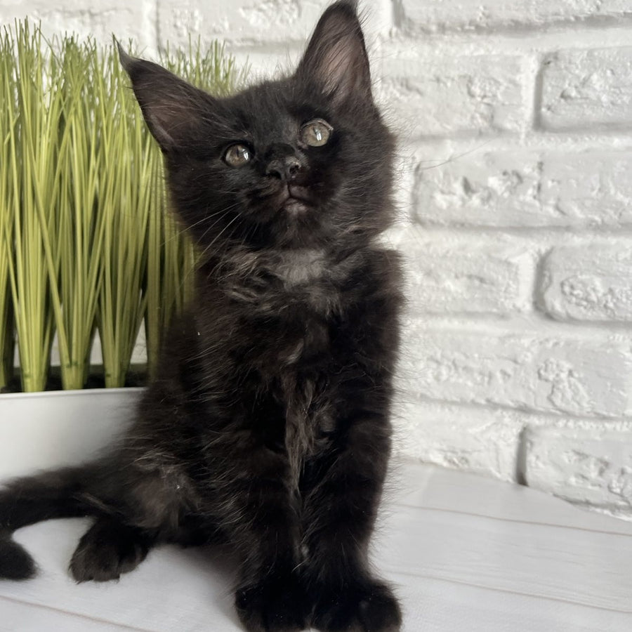 Kenzo Maine Coon male, black