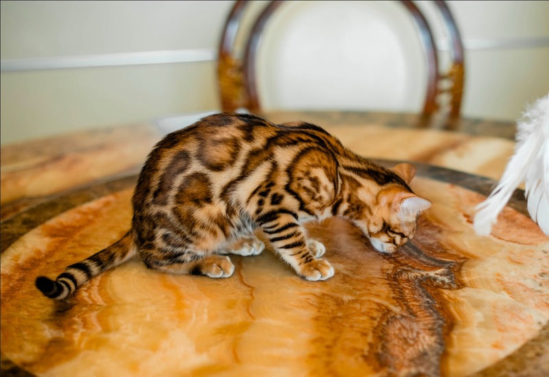 Alma Bengal female, black spotted tabby