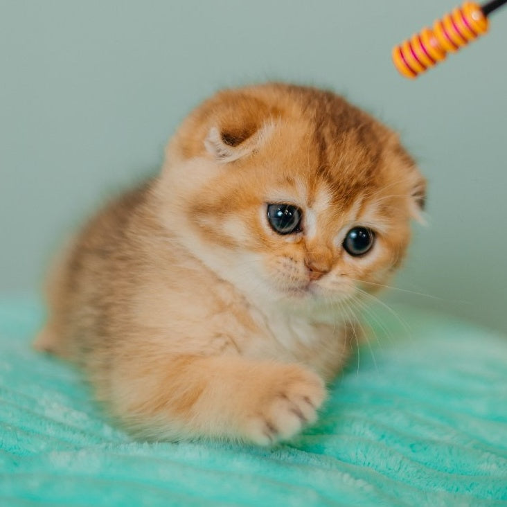 Eva Scottish Fold female, black golden ticked tabby