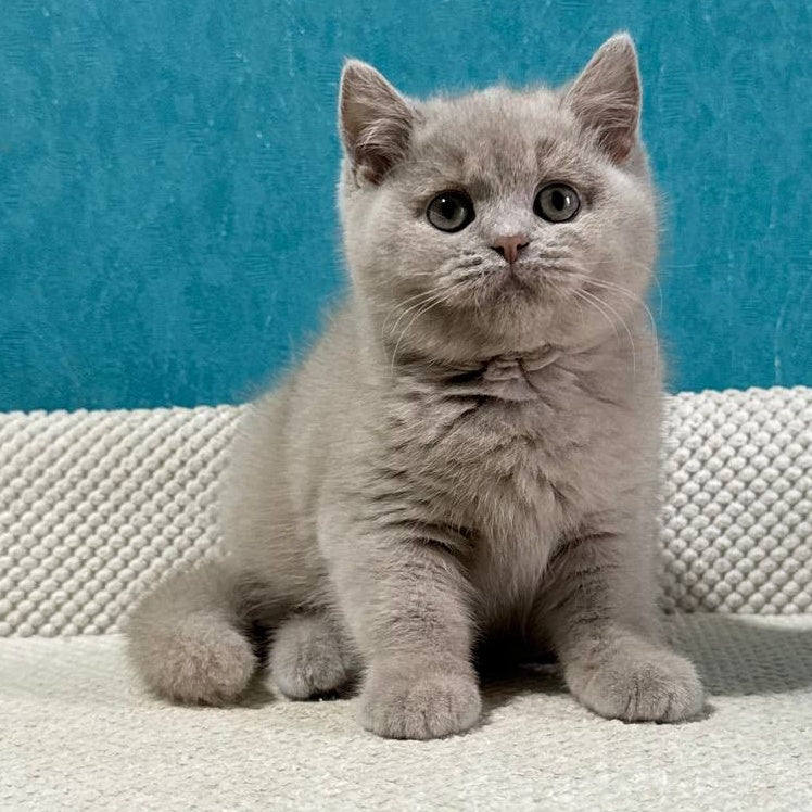 Bonya British Shorthair female, fawn