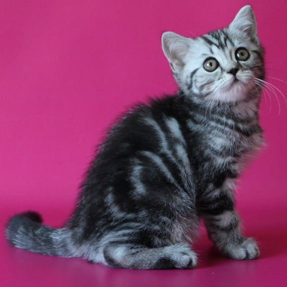 Solomiya Scottish Straight female, black silver tabby