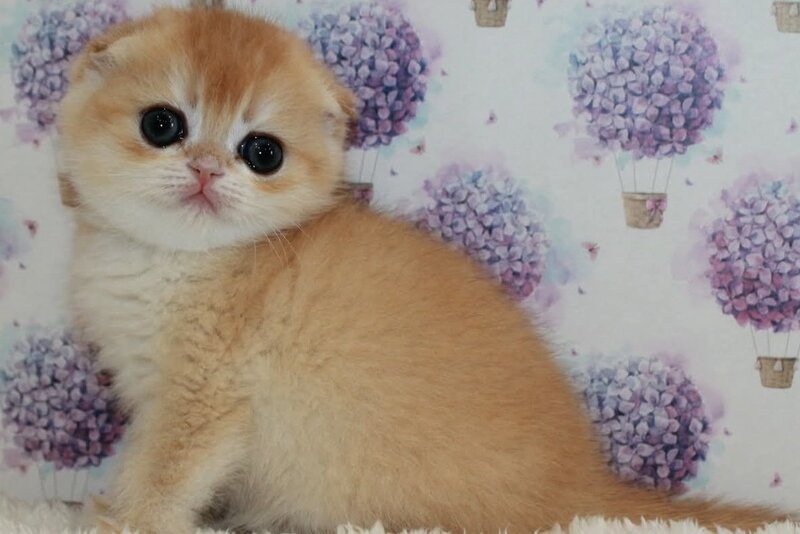 Juliet Scottish Fold female, black golden chinchilla