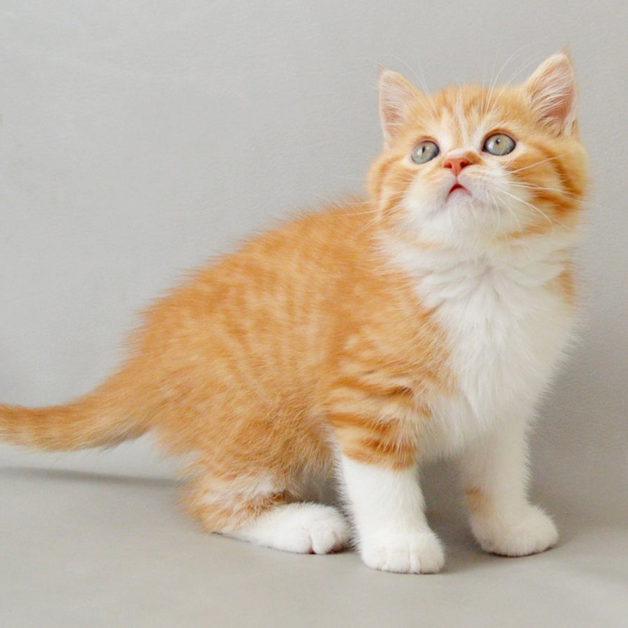 Whiskey Scottish Straight male, red spotted tabby bicolour