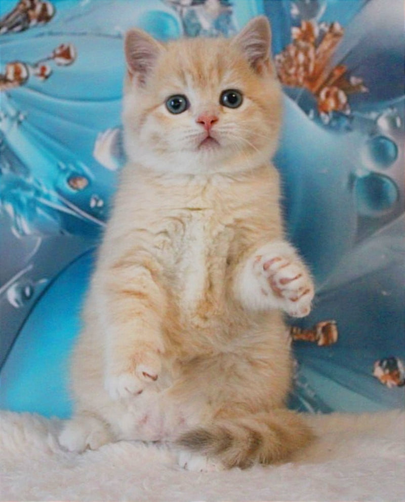Gucci British Shorthair male, lilac golden shaded