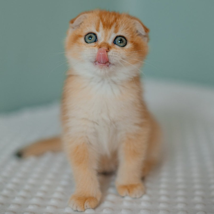 Diora Scottish Fold female, black golden chinchilla