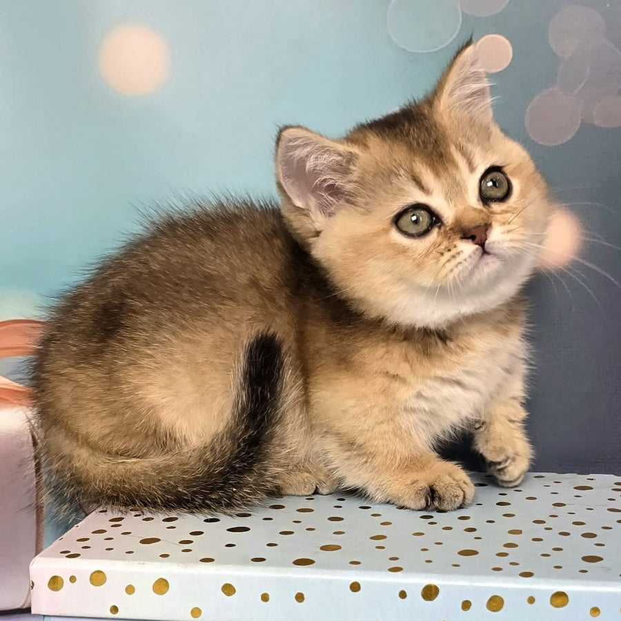 Crumble Munchkin male, black golden shaded
