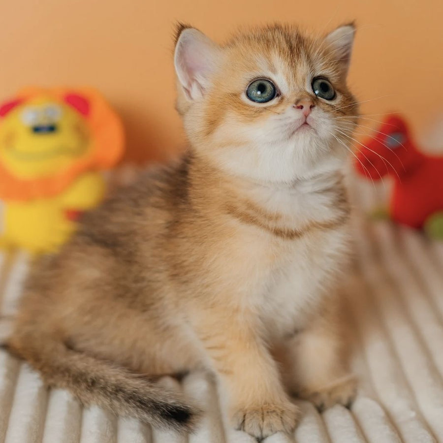 Harry Scottish Straight male, black golden ticked tabby