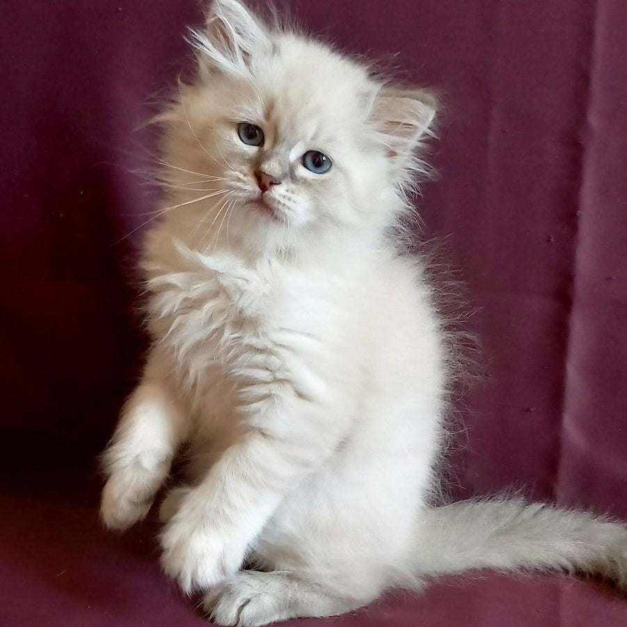 Medad Siberian male, blue tabby pointed