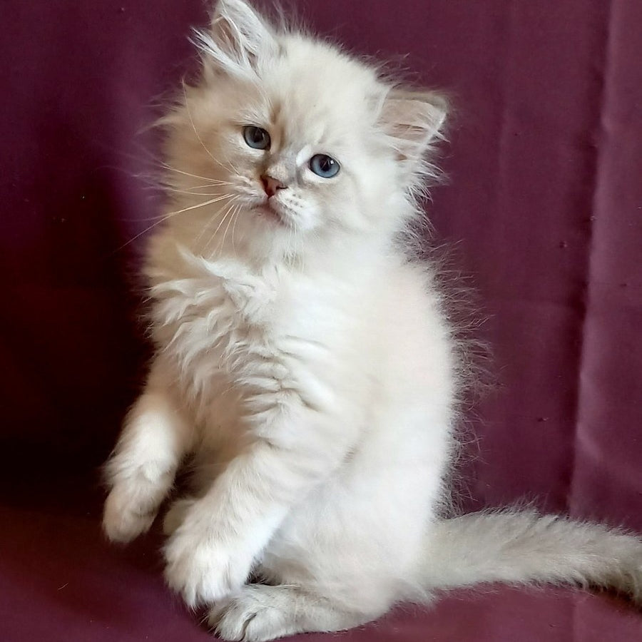 Medad Siberian male, blue tabby pointed