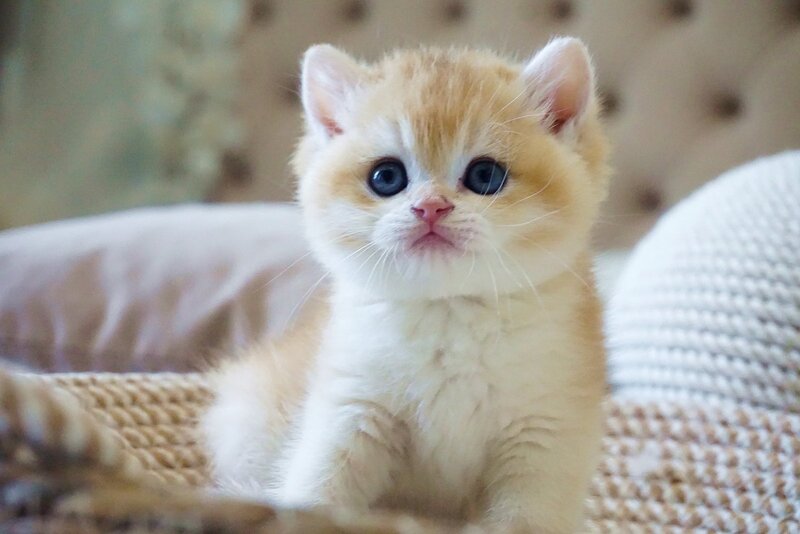 Den British Shorthair male, black golden chinchilla