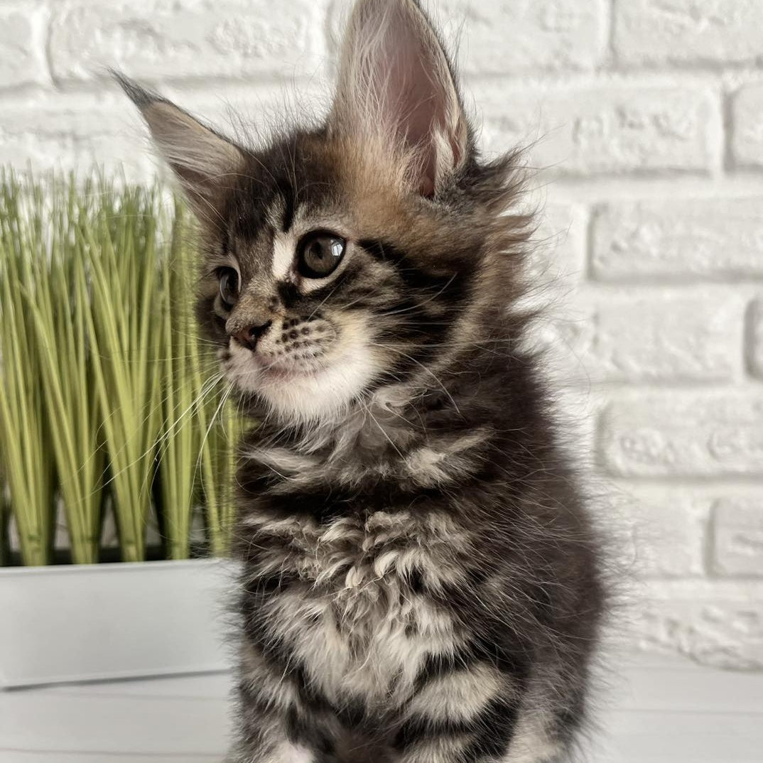 Jade Maine Coon female, black tabby