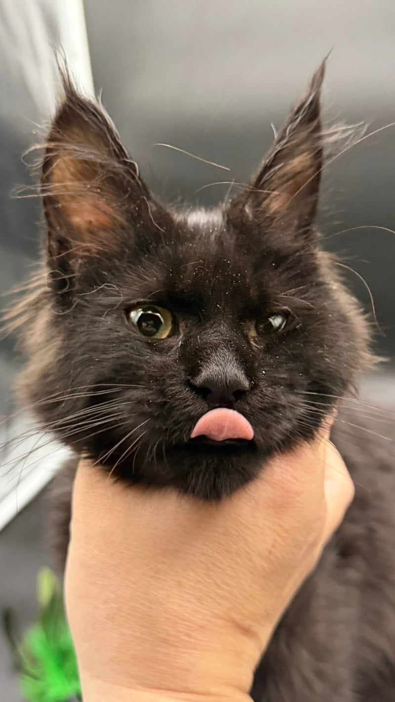 Wanda Maine Coon female, black