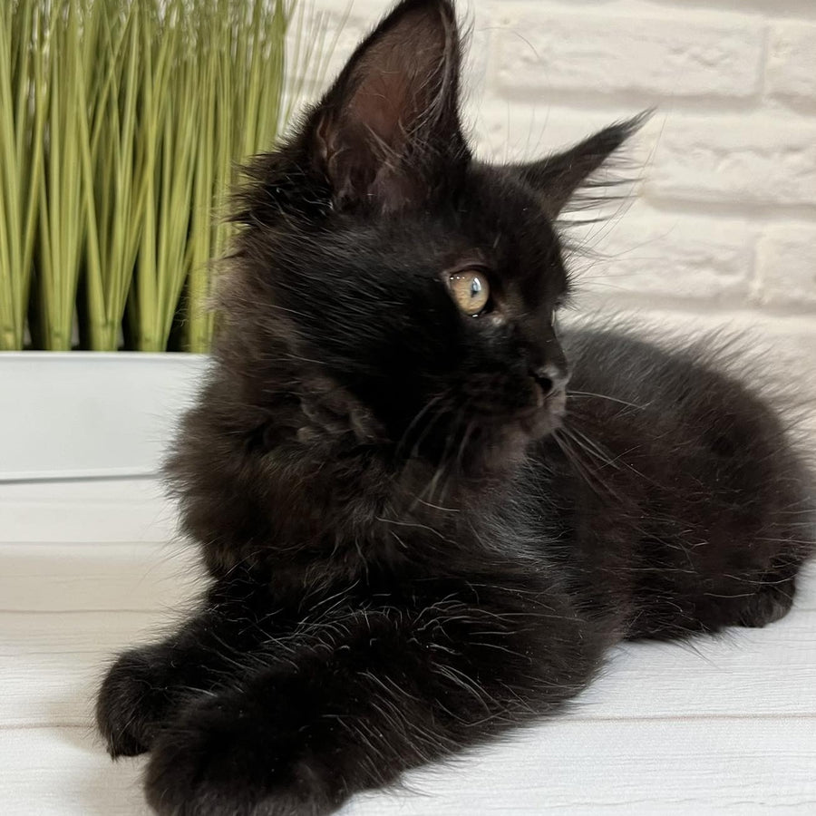 Jack Maine Coon male, black