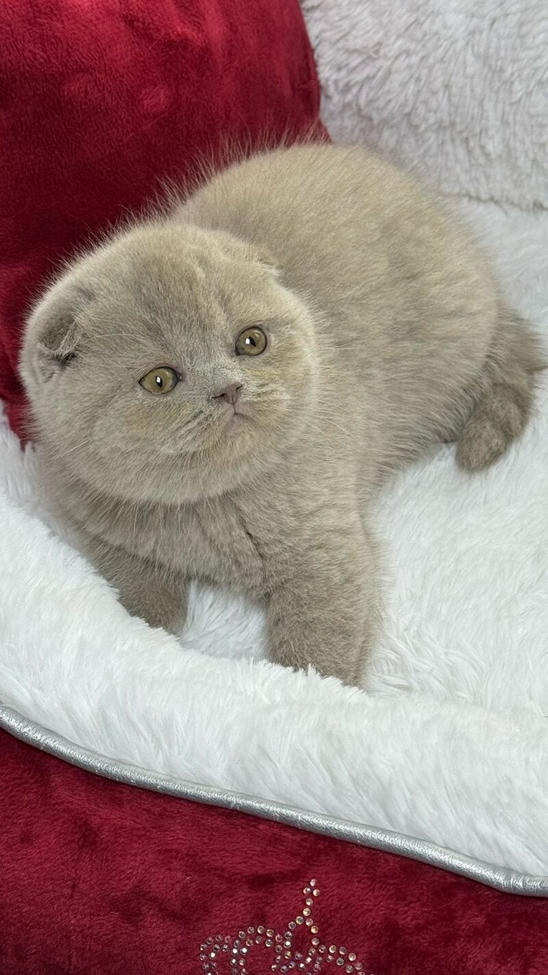 Boris Scottish Fold male, lilac