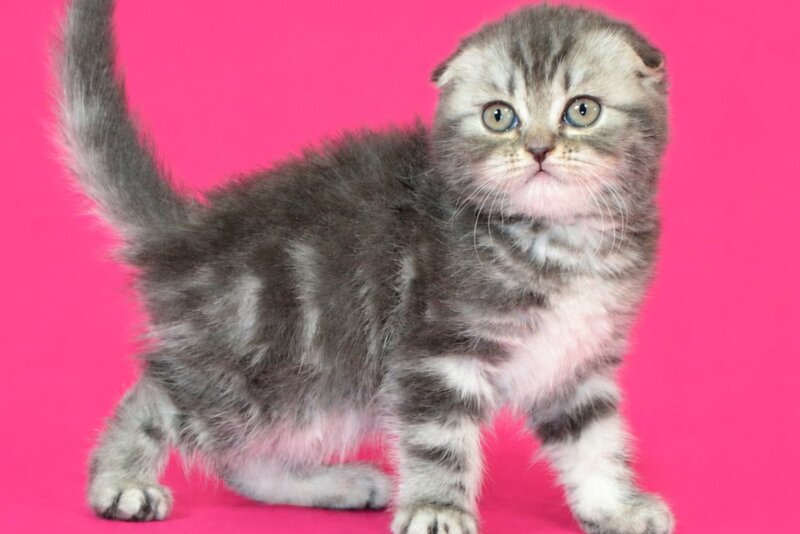 Tina Scottish Fold female, blue tabby
