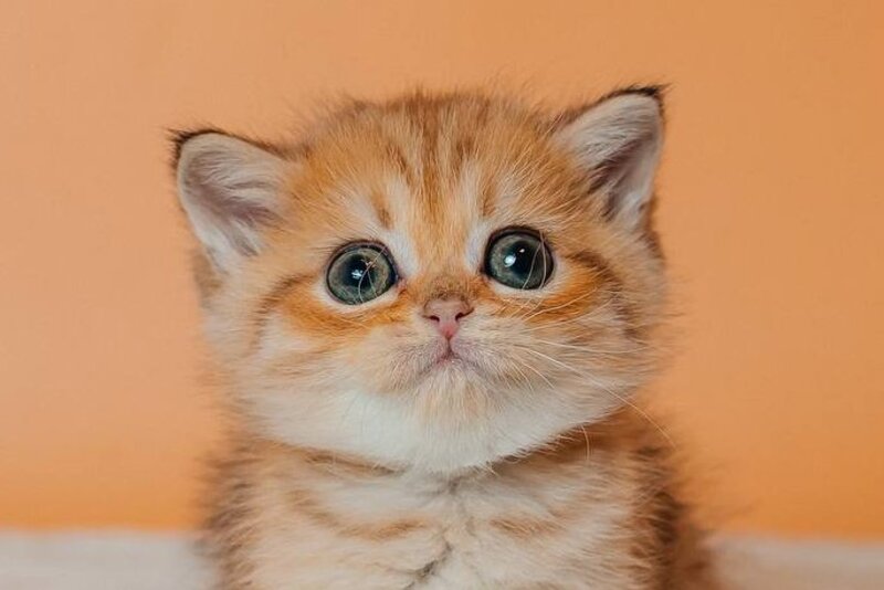 Cherry Scottish Straight female, black golden spotted tabby