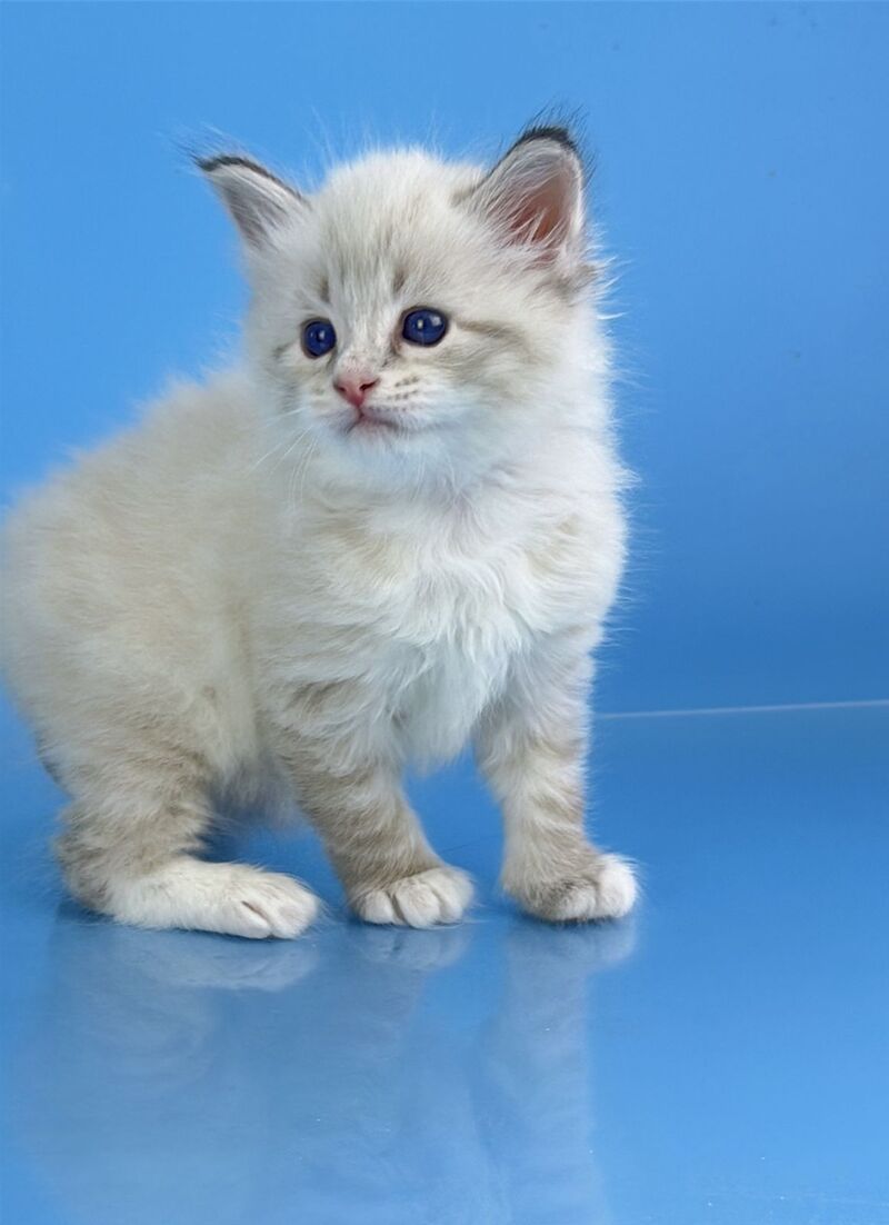 Winston Siberian male seal tabby pointed with white - live animals