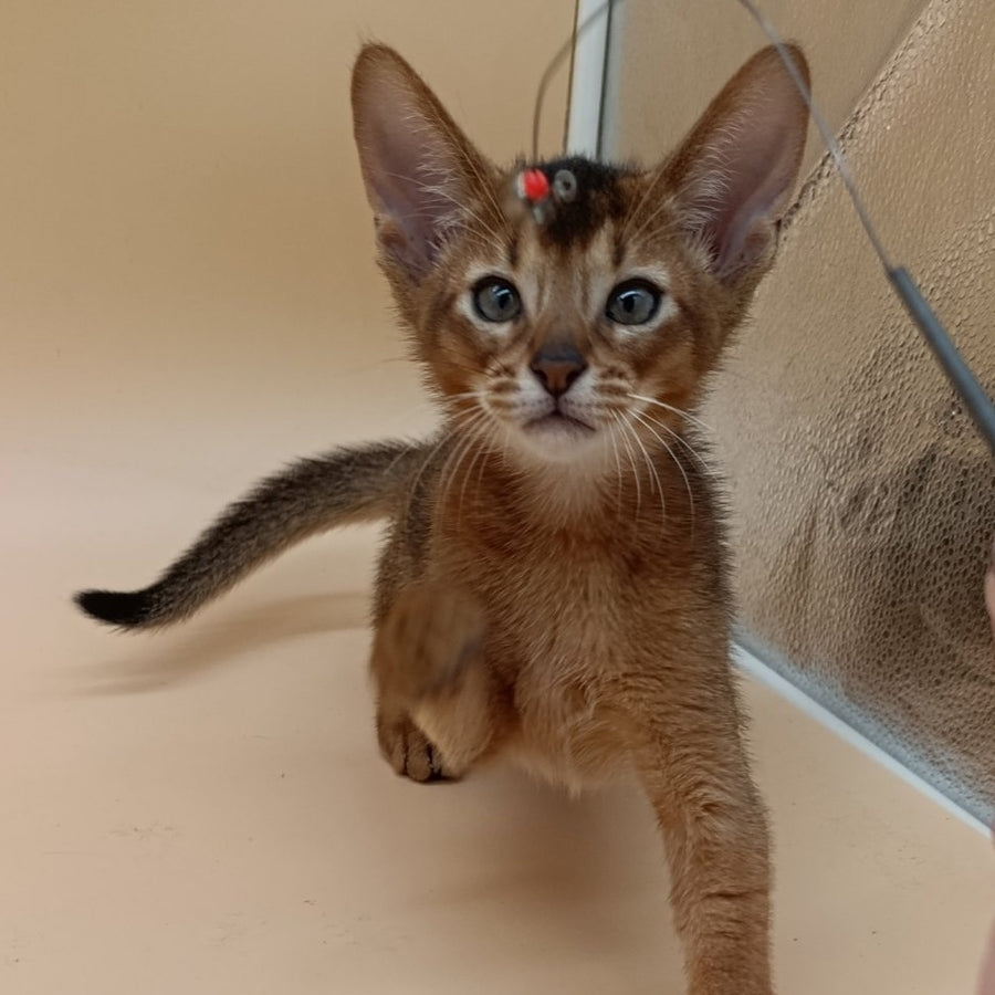 Morgan Abyssinian male, ruddy