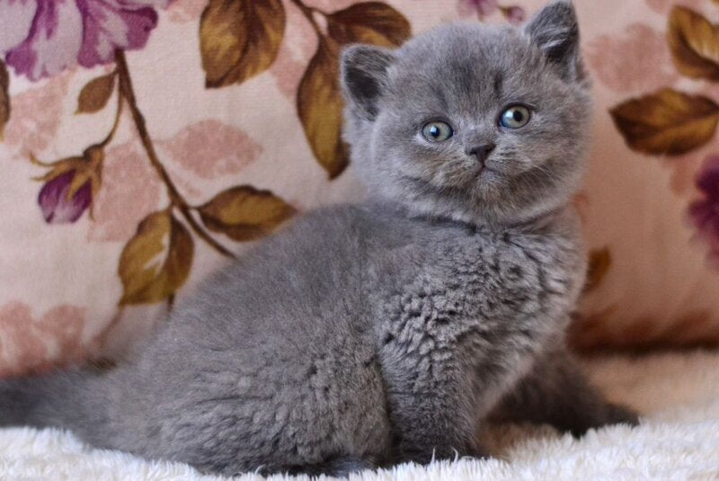 Eva British Shorthair female blue - live animals