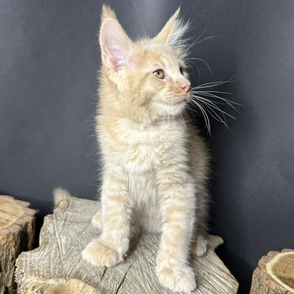 Pluto Maine Coon male, cream bicolour