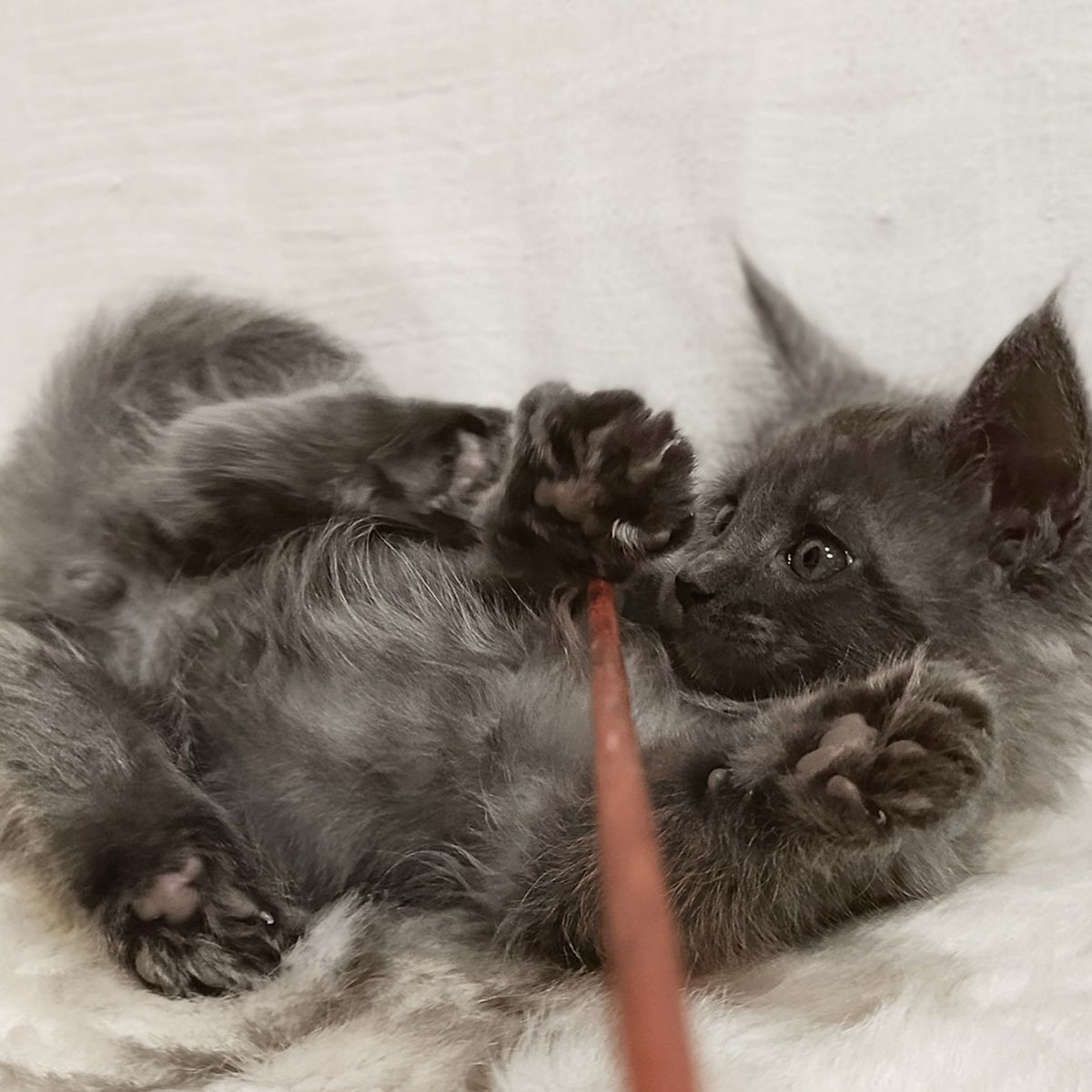 Favorite Maine Coon male, blue silver