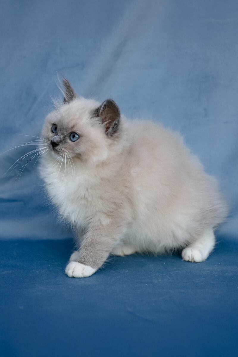 Nox Ragdoll male, blue mitted