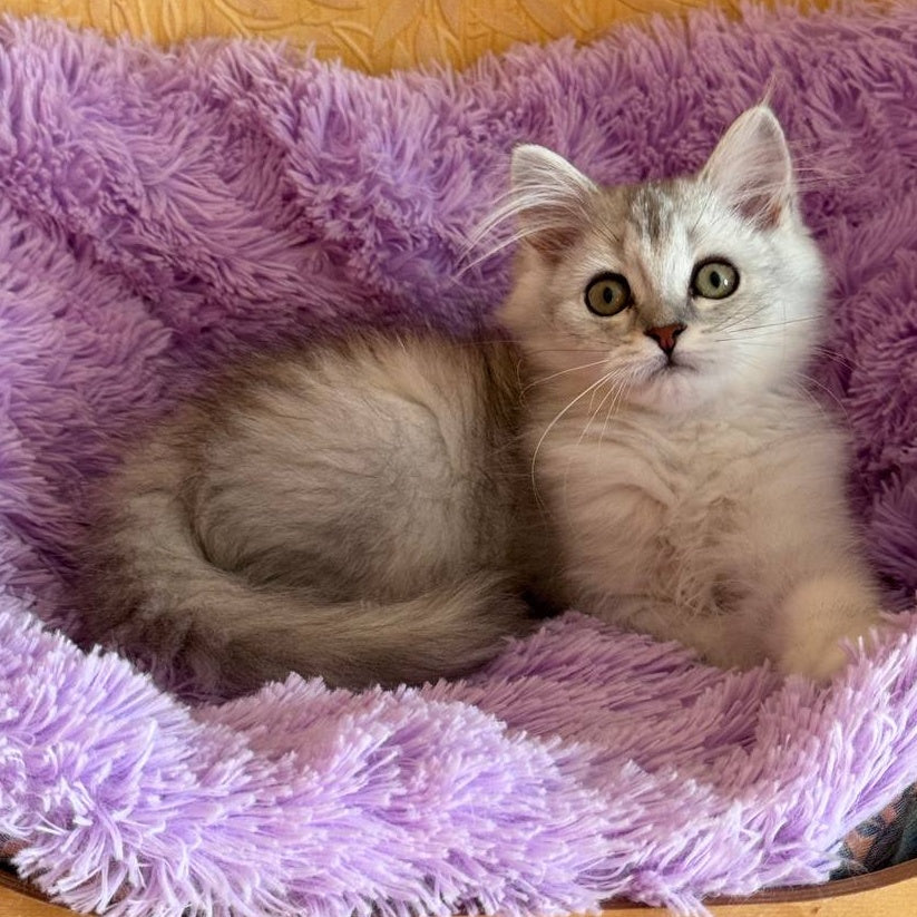 Smoky British Shorthair male, black silver chinchilla