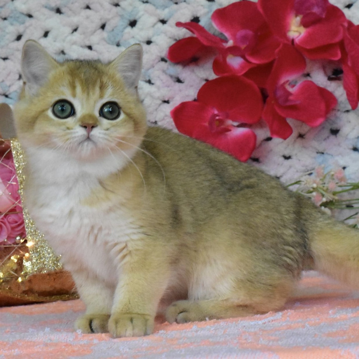 Honey British Shorthair female, black golden shaded