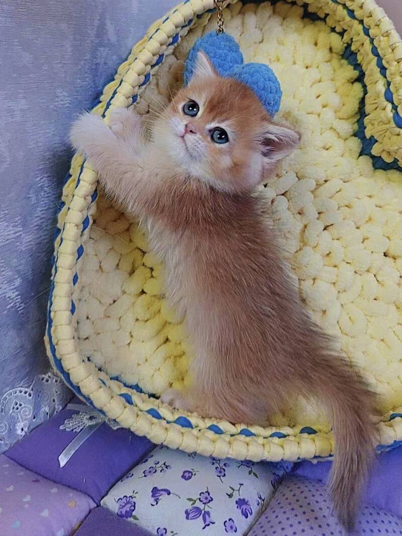 Holly Scottish Straight female chocolate golden chinchilla live animals