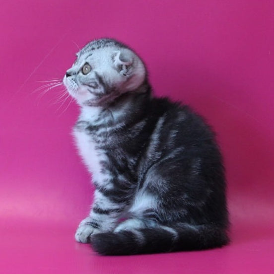 Sofi Scottish Fold female, black silver tabby
