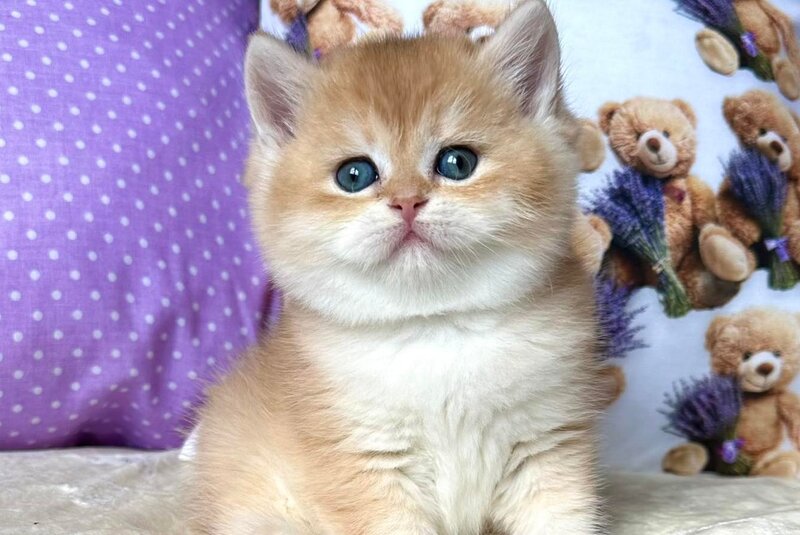 Dominica British Shorthair female, black golden chinchilla