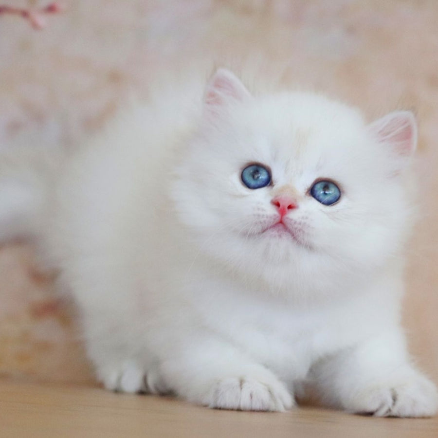 Yara British Longhair female, black golden shaded pointed