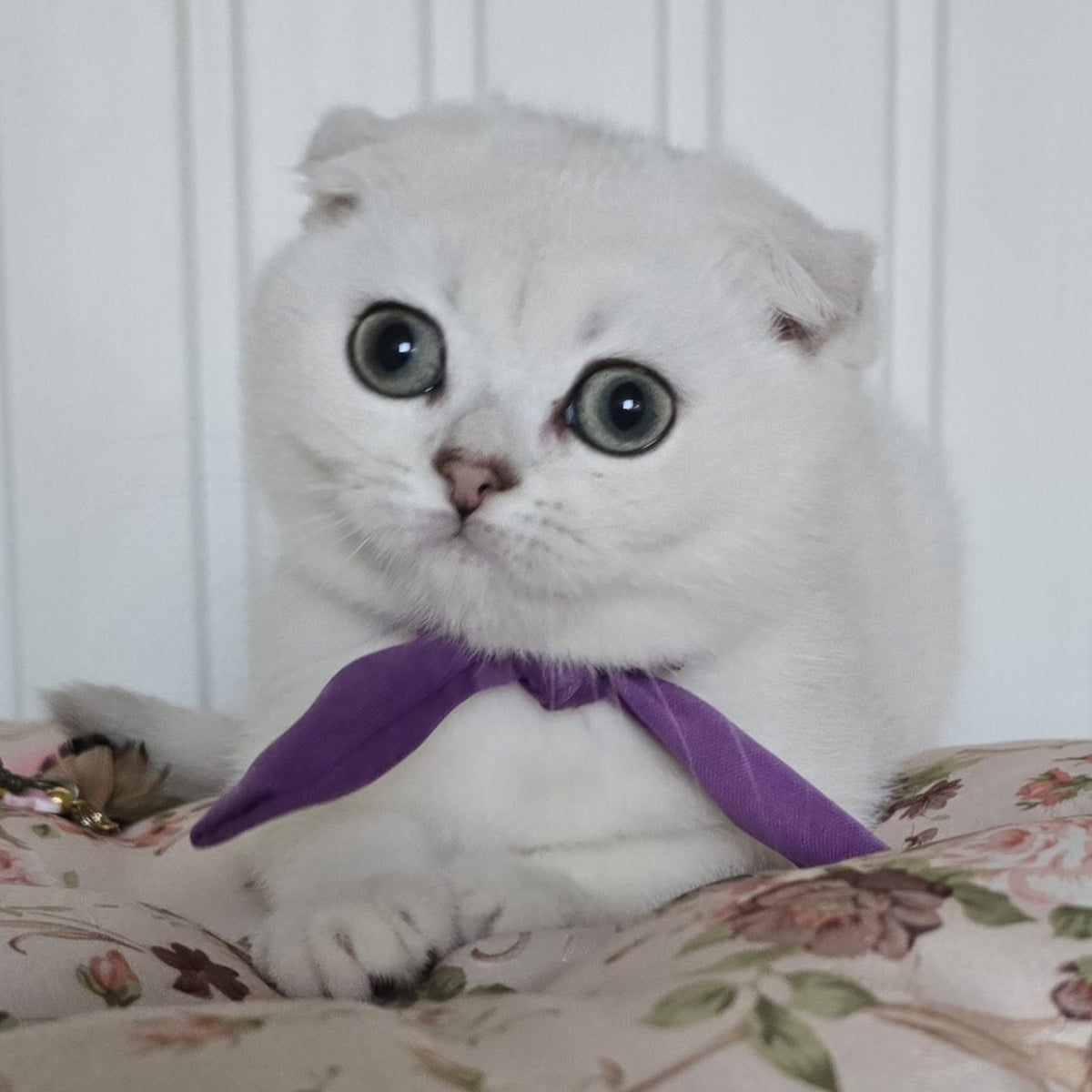 Yasya Scottish Fold female, black silver shaded