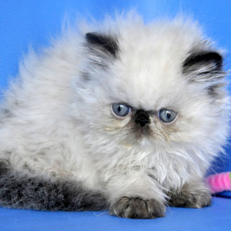 Nona Persian female, black tortie tabby pointed