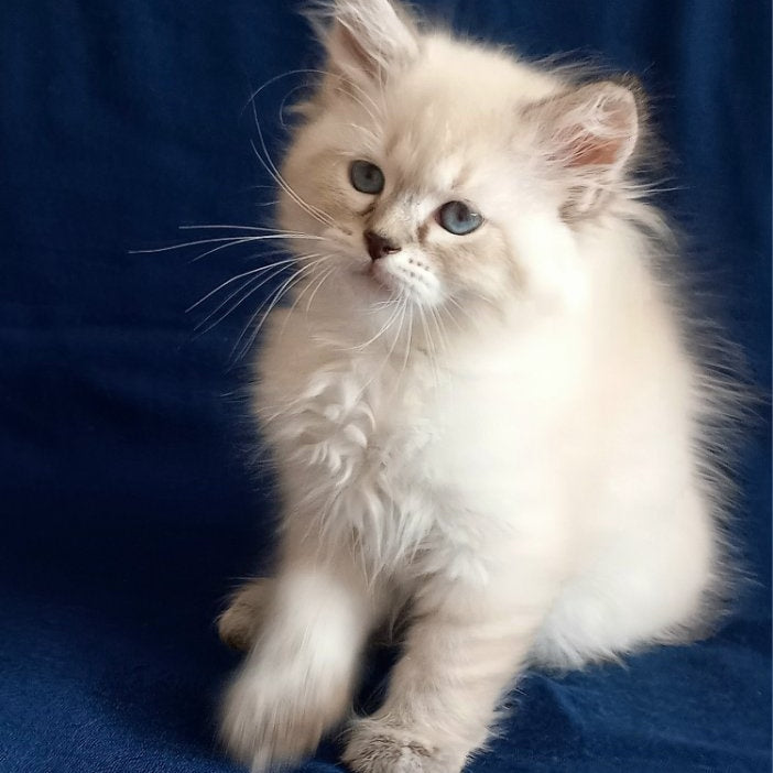 Marcus Siberian male, black tabby pointed