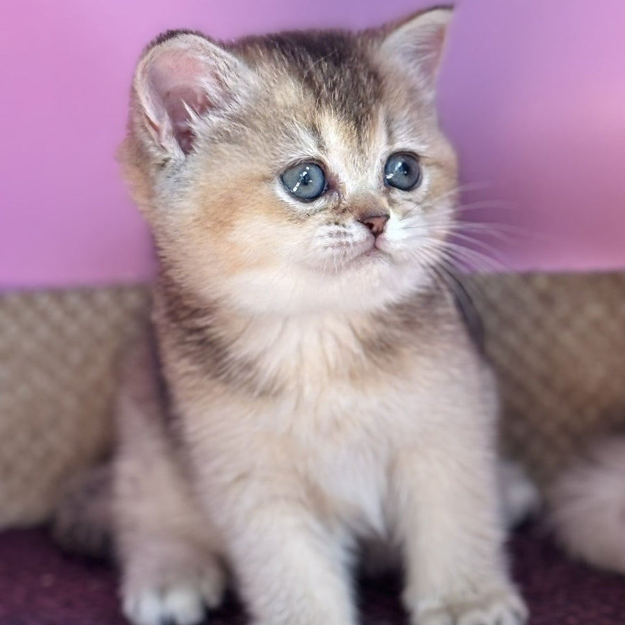 Sisi British Shorthair male, black golden ticked tabby