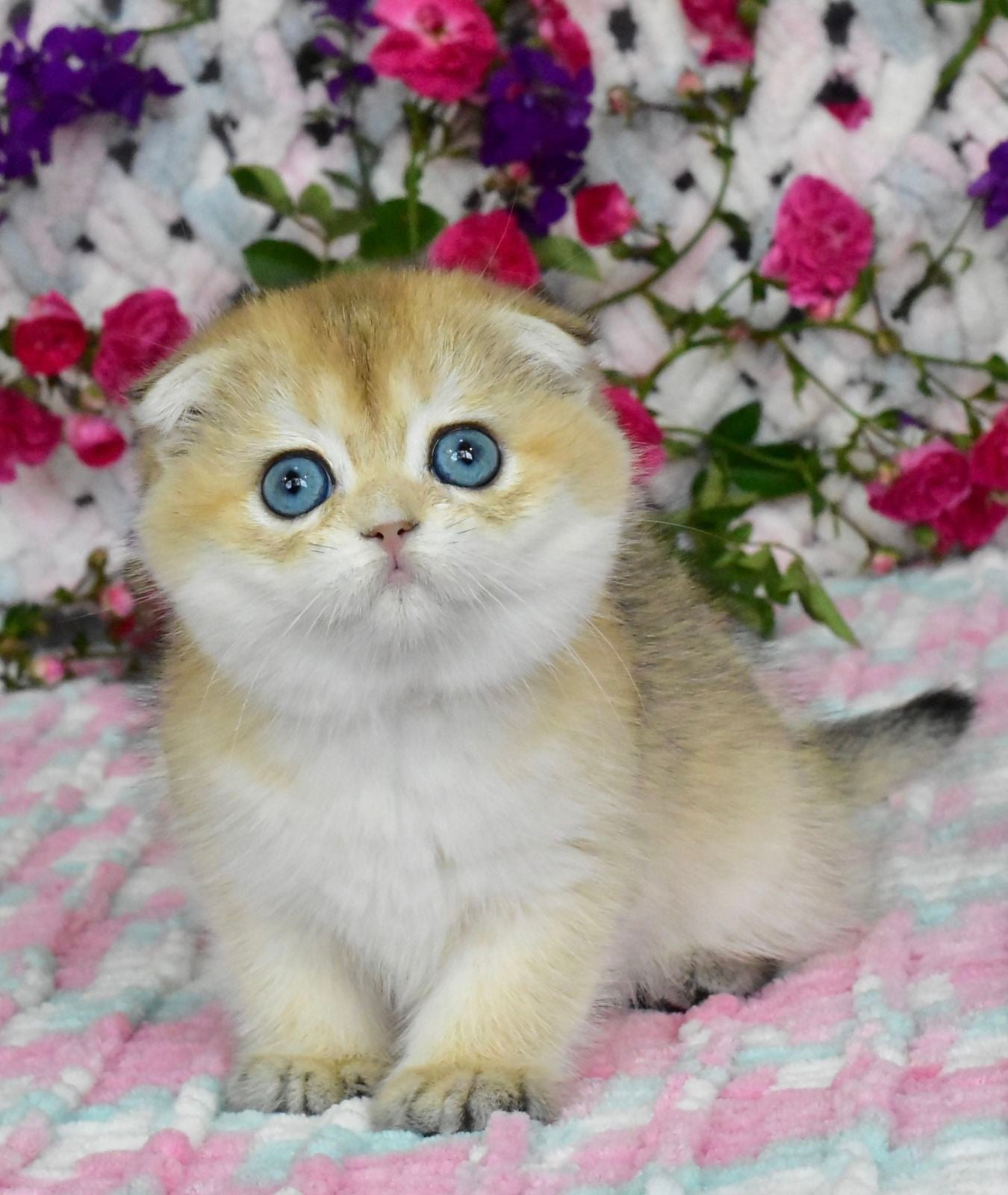 Ulyasha Scottish Fold female, black golden shaded