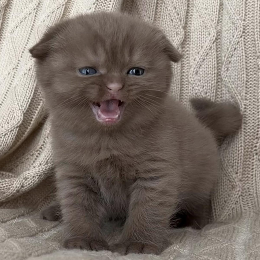 William Scottish Fold male, cinnamon