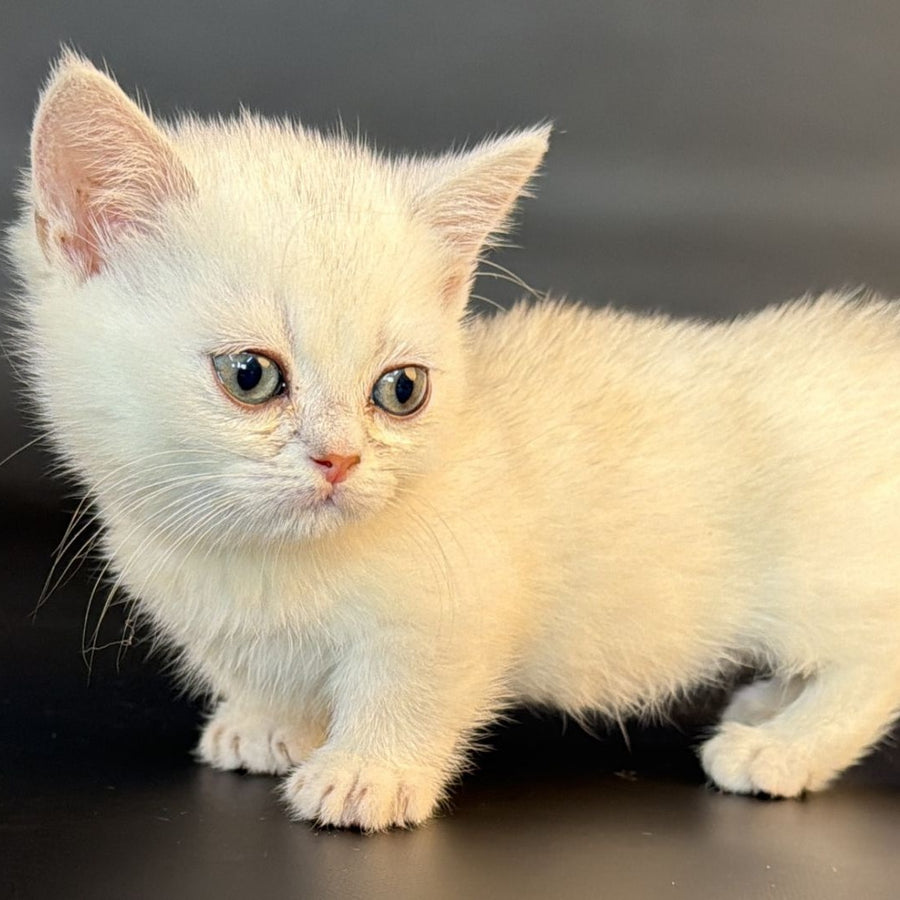 Rusty Munchkin male, black silver shaded