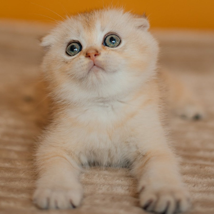 Eskimo Scottish Fold male, black silver shaded