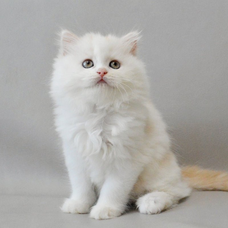 Wasilisa Scottish Straight female, red silver tabby van