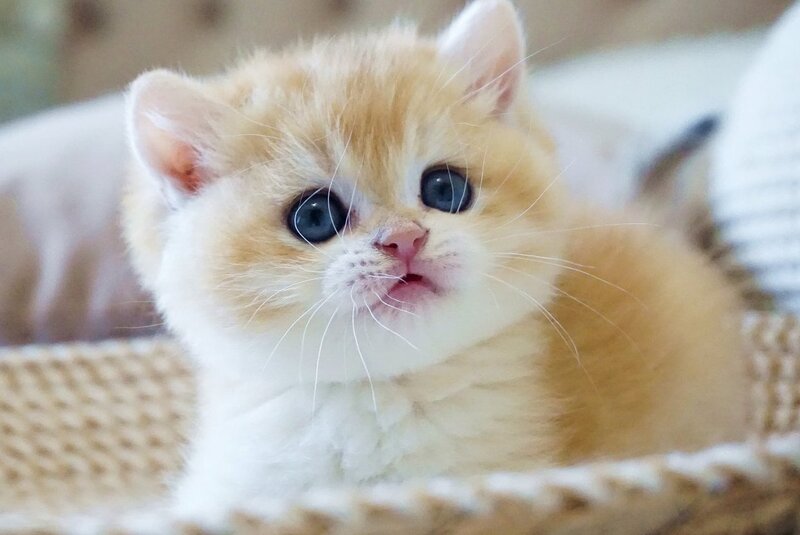Den British Shorthair male, black golden chinchilla