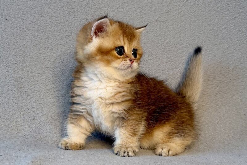 Lumiq Munchkin male black golden ticked tabby - live animals
