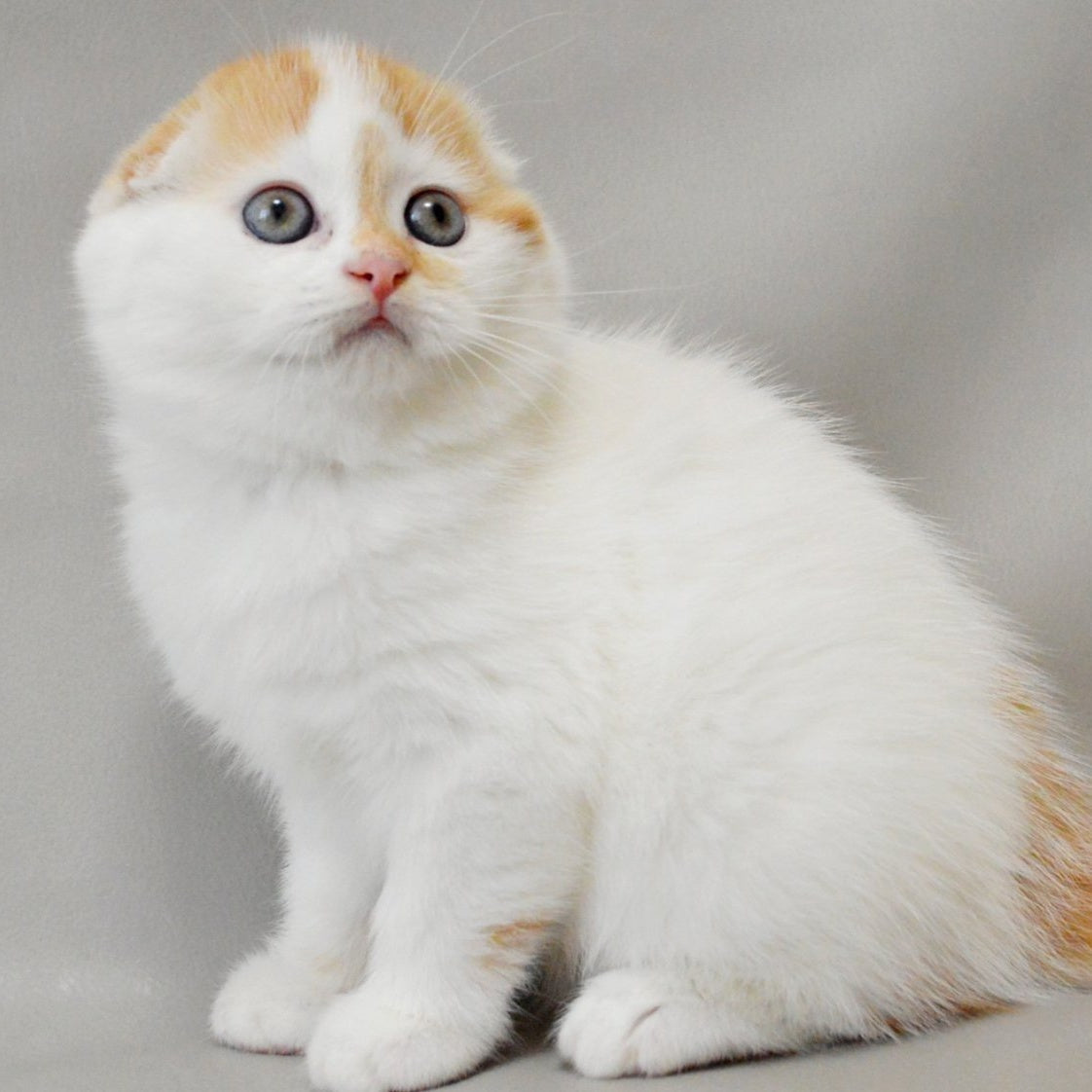 Xanthe Scottish Fold female, red silver tabby van
