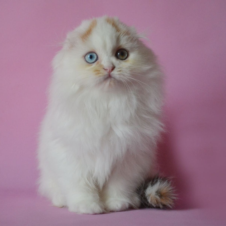 Selena Scottish Fold female, black tortie van