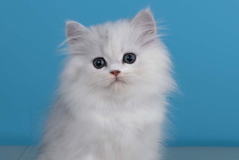 Xeppi British Longhair male, chocolate silver shaded