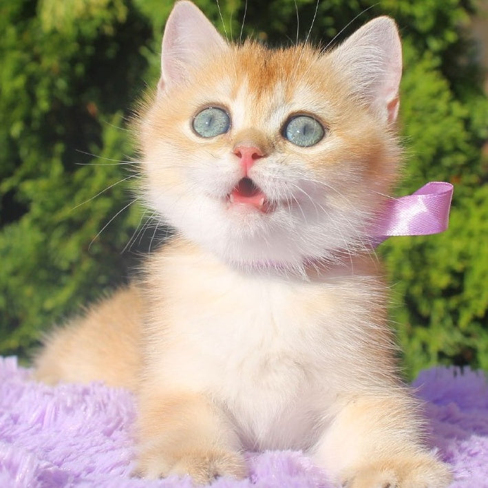 Helen British Shorthair female, black golden shaded
