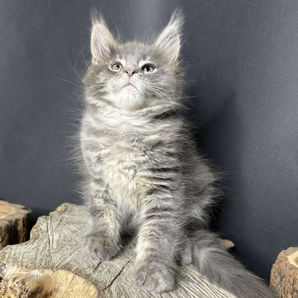 Piper Maine Coon female, blue tabby