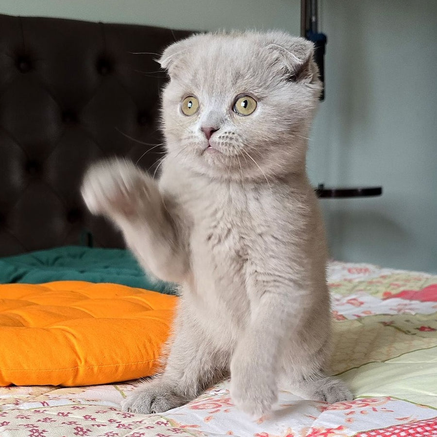 Codi Scottish Fold male, lilac