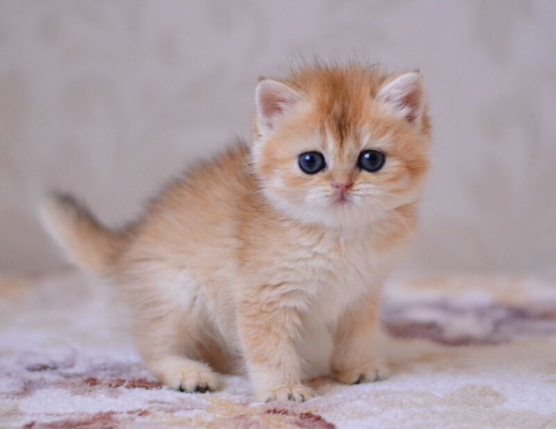 Deya British Shorthair male black golden chinchilla - live animals